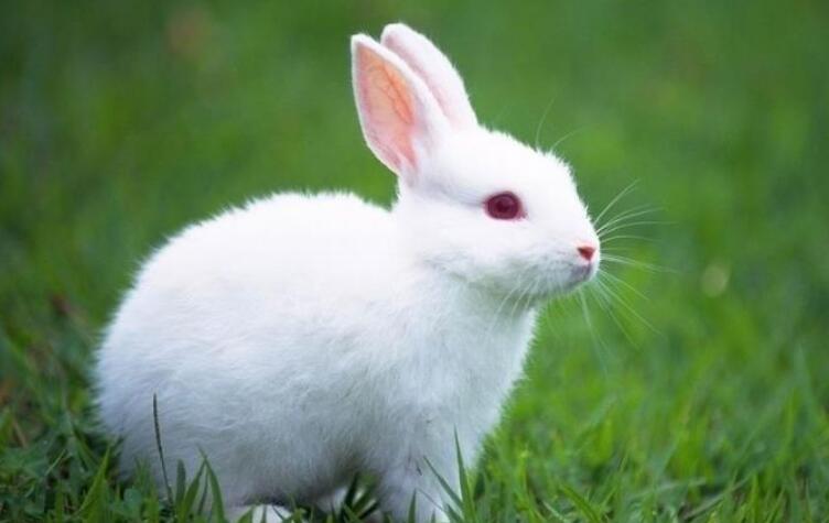 有趣的动物小白兔二年级写话150字2篇