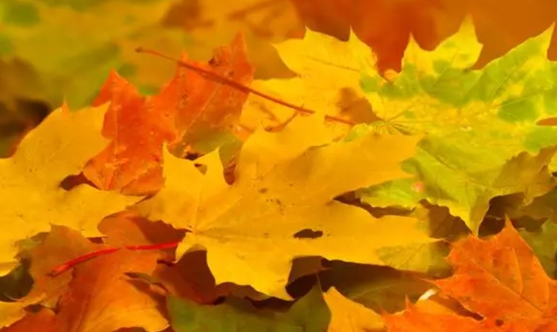 《秋天的树叶》800字高分作文精选