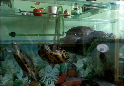 一只乌龟从鱼缸里逃跑的过程350字.jpg