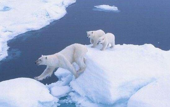 保护北极熊作文300字.jpg
