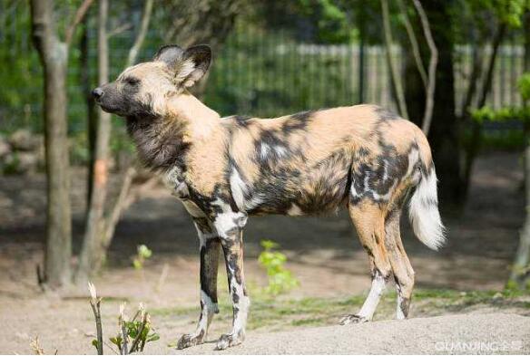 非洲野犬卡塔拉.jpg