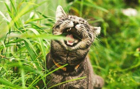 小猫吃草.jpg