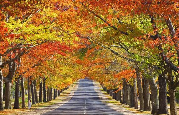 秋天的树林.jpg