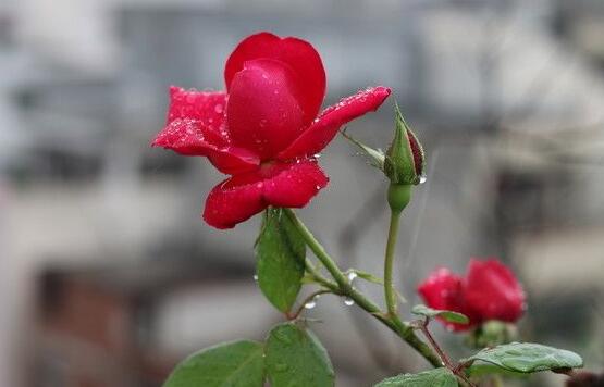 耐寒的玫瑰花.jpg