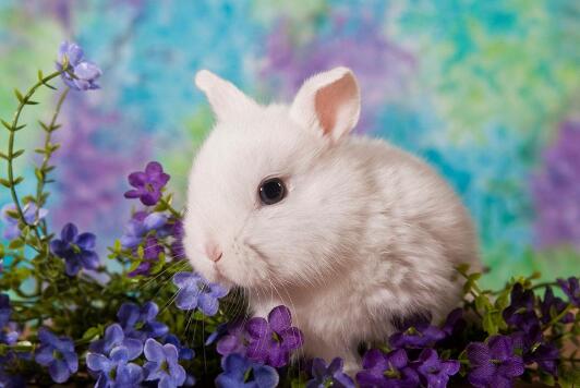 可爱的小兔子.jpg