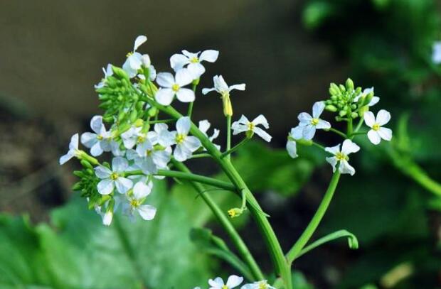 苔花如米小，也学牡丹开.jpg