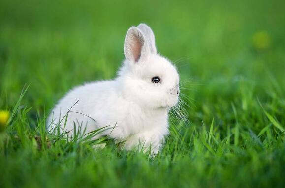 可爱的小白兔.jpg
