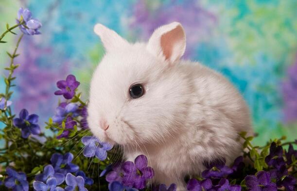 可爱的小白兔.jpg