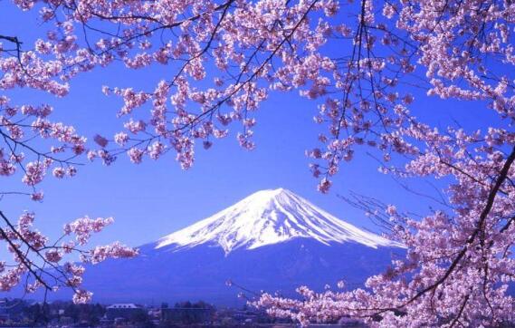 富士山下的樱花树.jpg