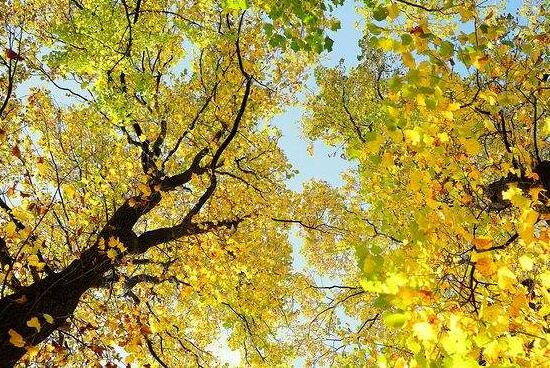 秋天的银杏树.jpg