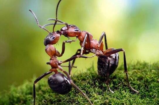 有趣的蚂蚁.jpg