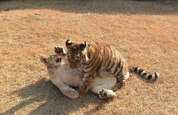 老虎和小猫.jpg