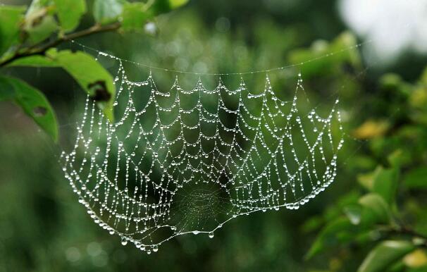 雨后的蜘蛛网.jpg