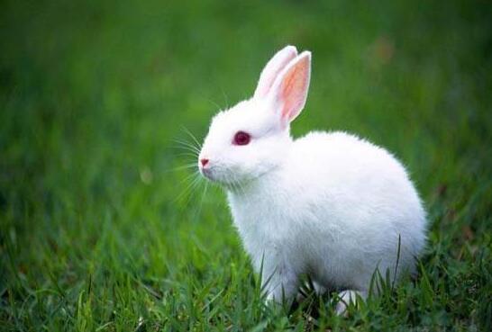 小白兔的红眼睛短尾巴.jpg