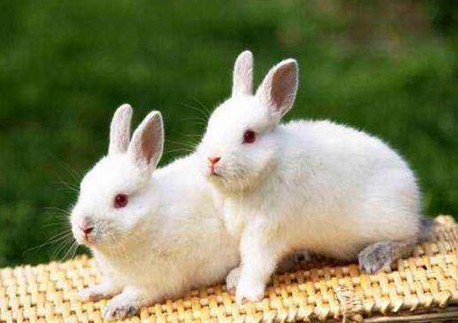 我喜欢的小动物-小白兔.jpg