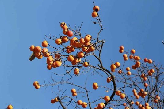 秋天的柿子.jpg