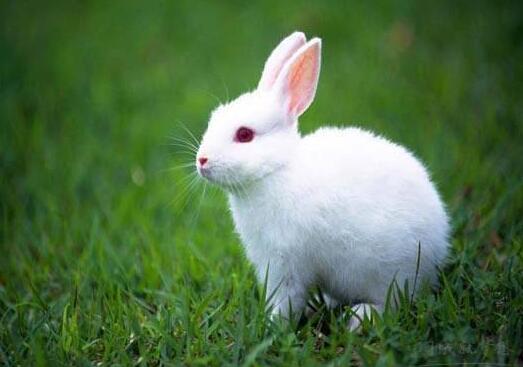 我最喜爱的小动物-小白兔.jpg
