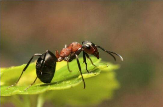 一只蚂蚁，是怎样把一粒爆米花慢慢搬到家的.jpg