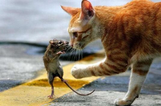 老鼠和猫.jpg