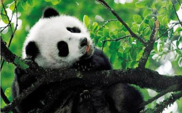 可爱的大熊猫.jpg