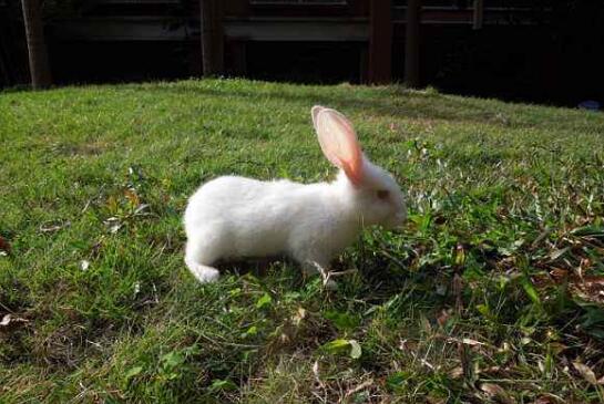 我家的小白兔.jpg