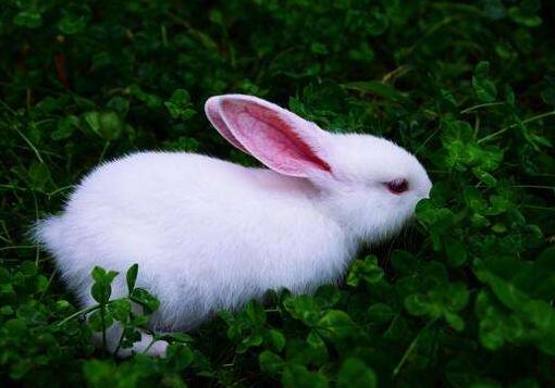 我喜欢的小白兔.jpg