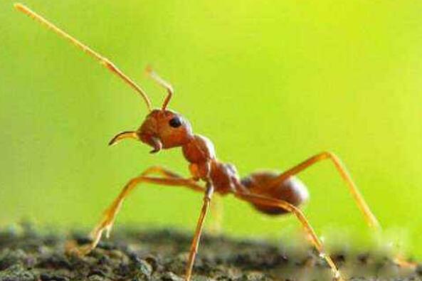 我是一只小蚂蚁.jpg
