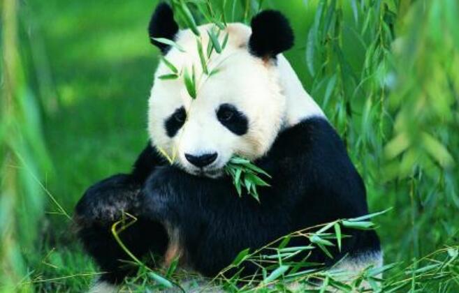 可爱的熊猫.jpg
