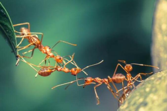 团结的蚂蚁.jpg