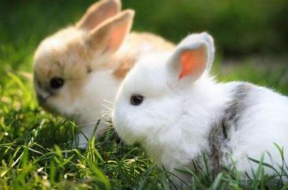 我最喜欢的小白兔.jpg