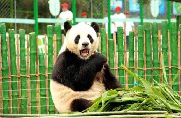 我最喜欢的小动物-大熊猫.jpg