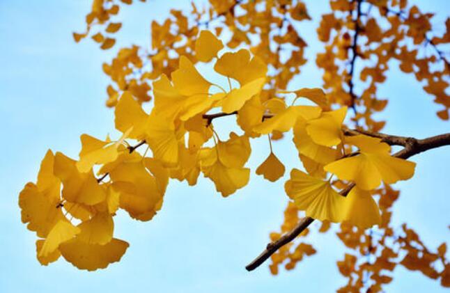 秋天的银杏树.jpg