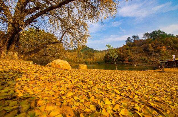 秋天的银杏.jpg