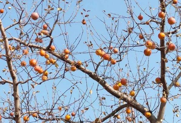 遗弃在寒枝上的苹果.jpg