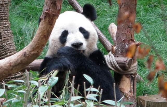 黔灵山的大熊猫.jpg