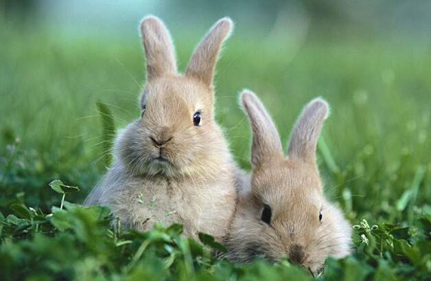 兔子.jpg