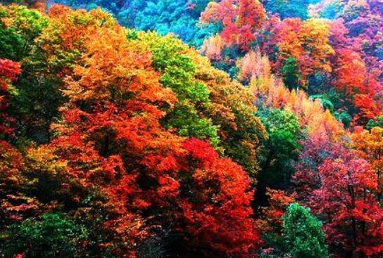 我爱秋天的色彩.jpg