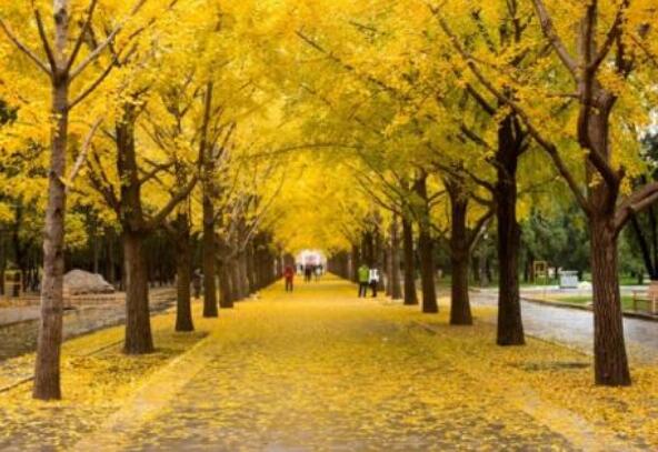 北京的秋天.jpg