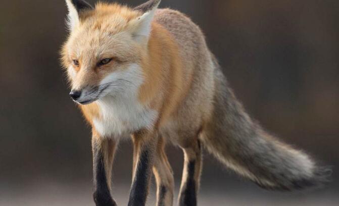 狐狸的尾巴.jpg