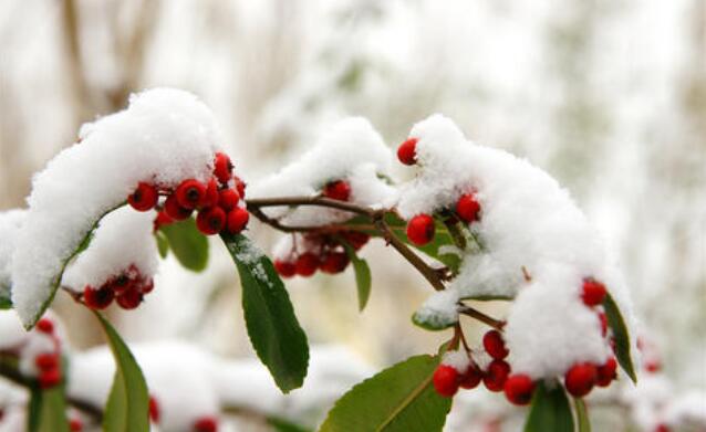 瑞雪兆丰年.jpg