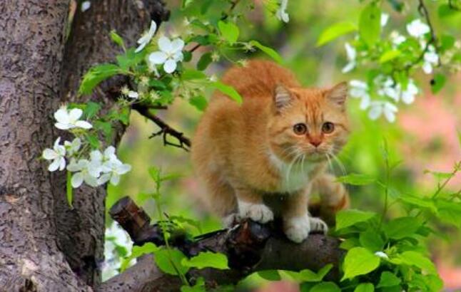 猫咪上树.jpg