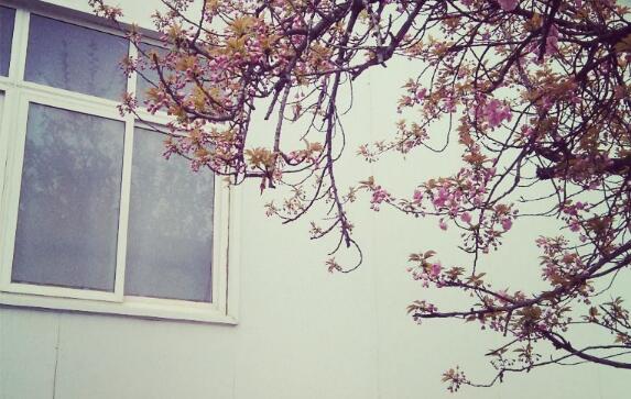 窗前的樱花树.jpg
