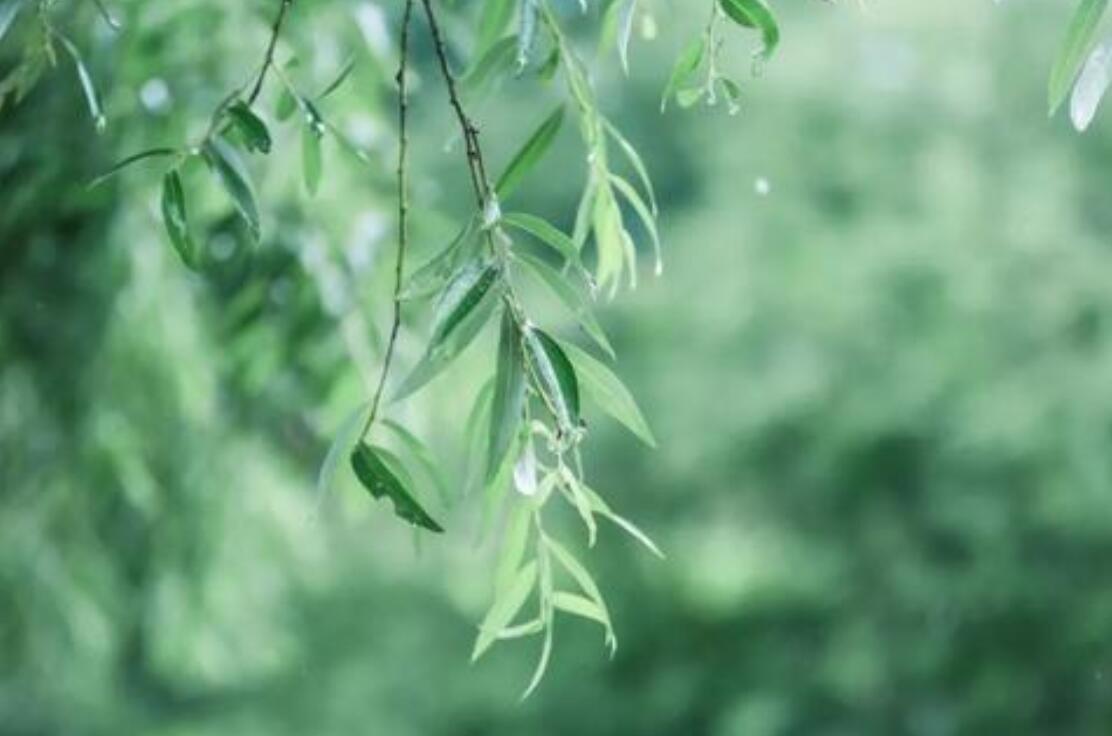 夏雨即景.jpg