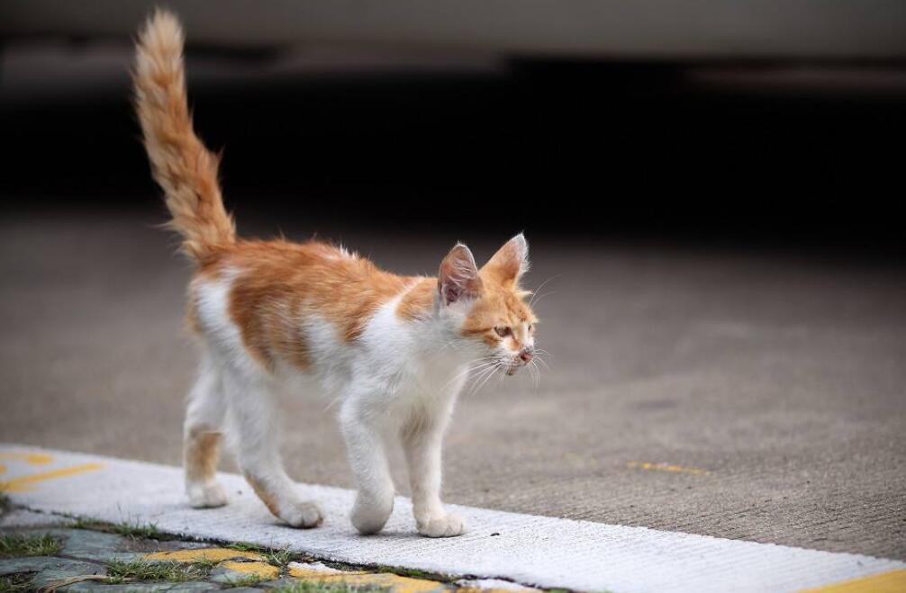 流浪的小猫.jpg