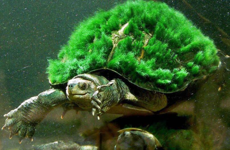 绿毛龟.jpg