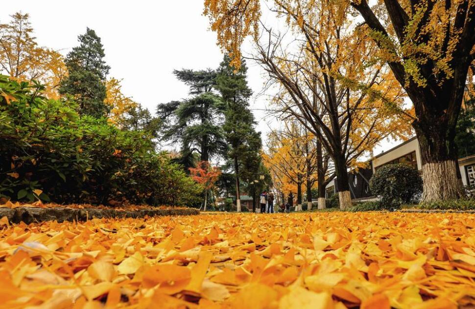 南京的秋天.jpg