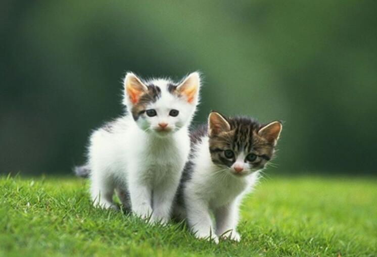 两只小猫.jpg