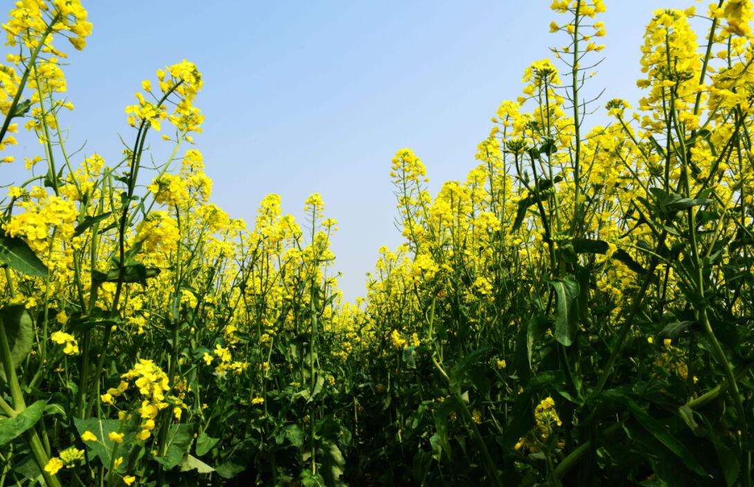 美丽的油菜花.jpg