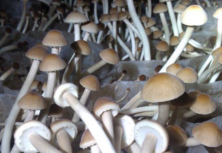 蘑菇种子.jpg