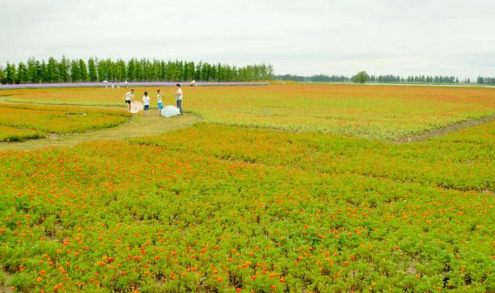 田野即景.jpg